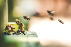 fondo-abejas-colmenar-la-violeta-miel-artesanal-de-canarias